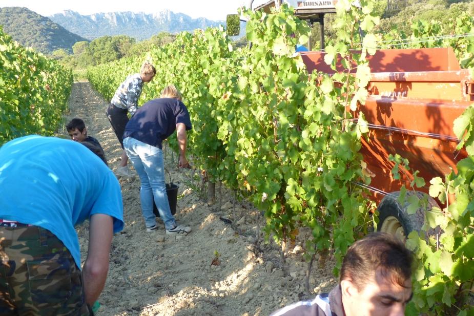 Harvesting by hand chateau de lancyre pic saint loup wine